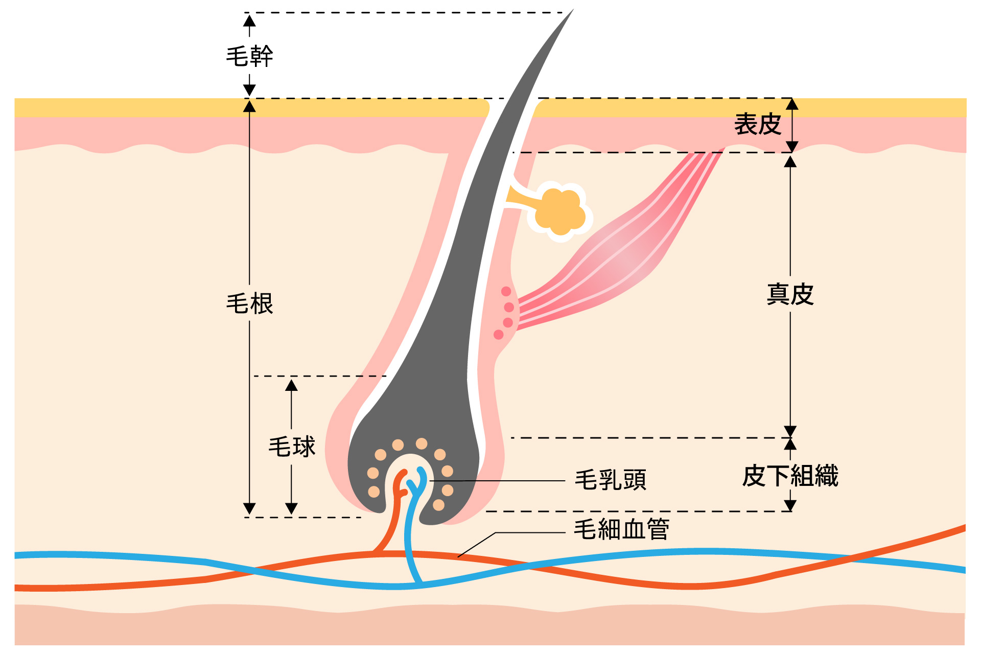 育毛の仕組みの図